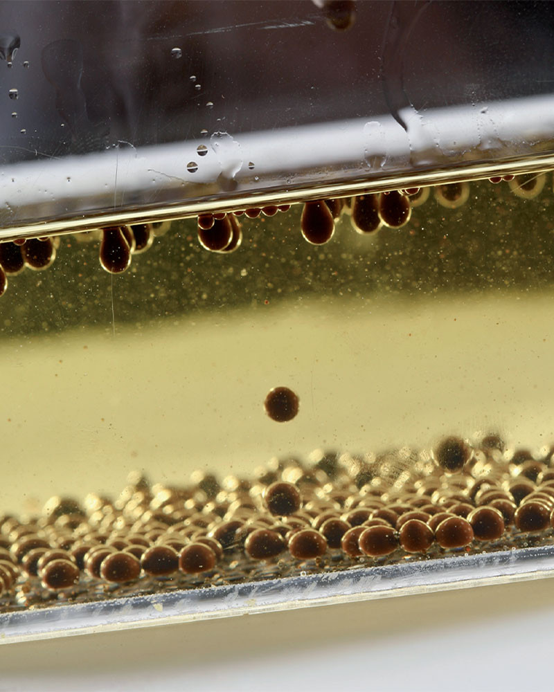 Evolution - Image 14